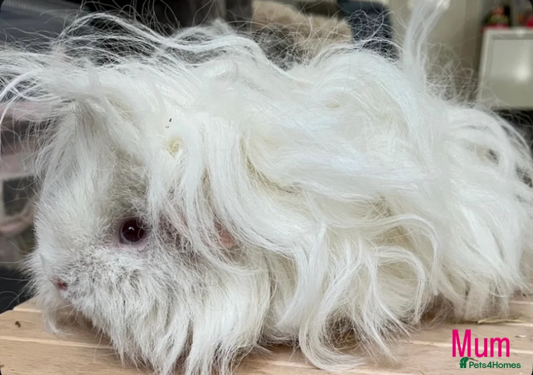 Guinea Pig rodents for sale: Lunkarya babies - Advert 8