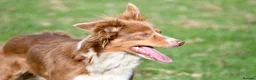 Border Collie dogs for sale: Roxy. 7 year old spayed female Border Collie  - Advert 3