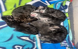 Maine Coon cats for sale: Maine coon cross  - Image 1