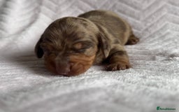 Miniature Dachshund dogs for sale: 🏆Champion Show Lines Kc Miniature Dachshunds 🏆 - Image 8