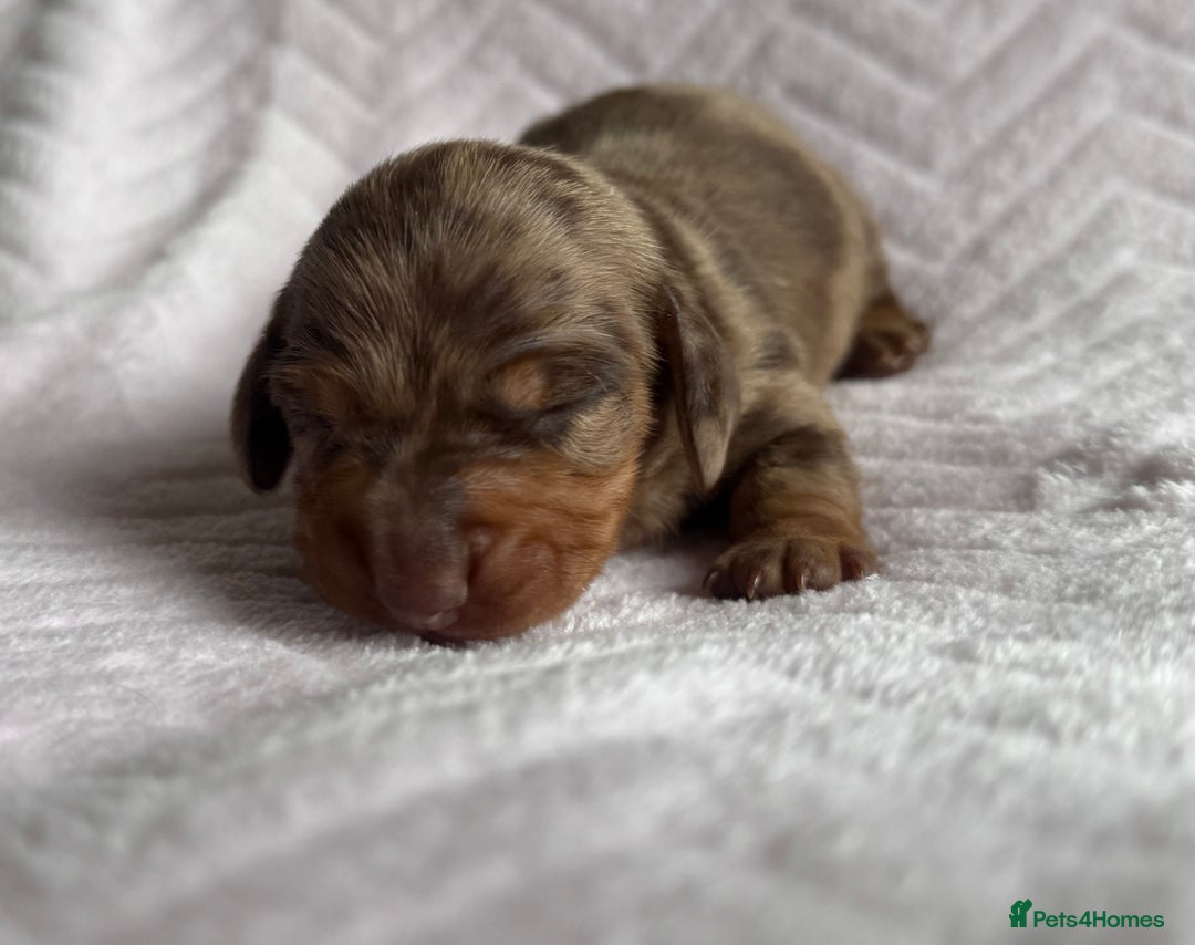 Miniature Dachshund dogs for sale: 🏆Champion Show Lines Kc Miniature Dachshunds 🏆 - Image 8