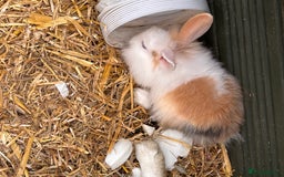 Lionhead rabbits for sale: Lionhead x lowered baby rabbits  - Image 17