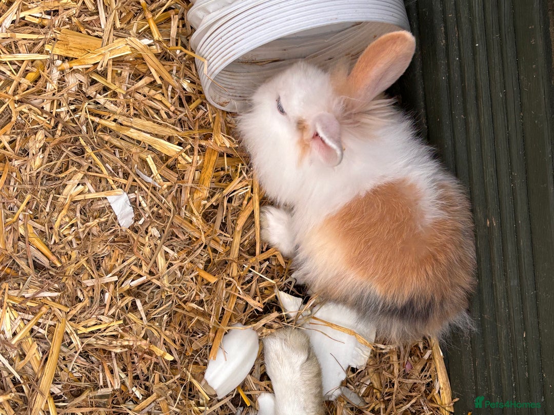 Lionhead rabbits for sale: Lionhead x lowered baby rabbits  - Image 17