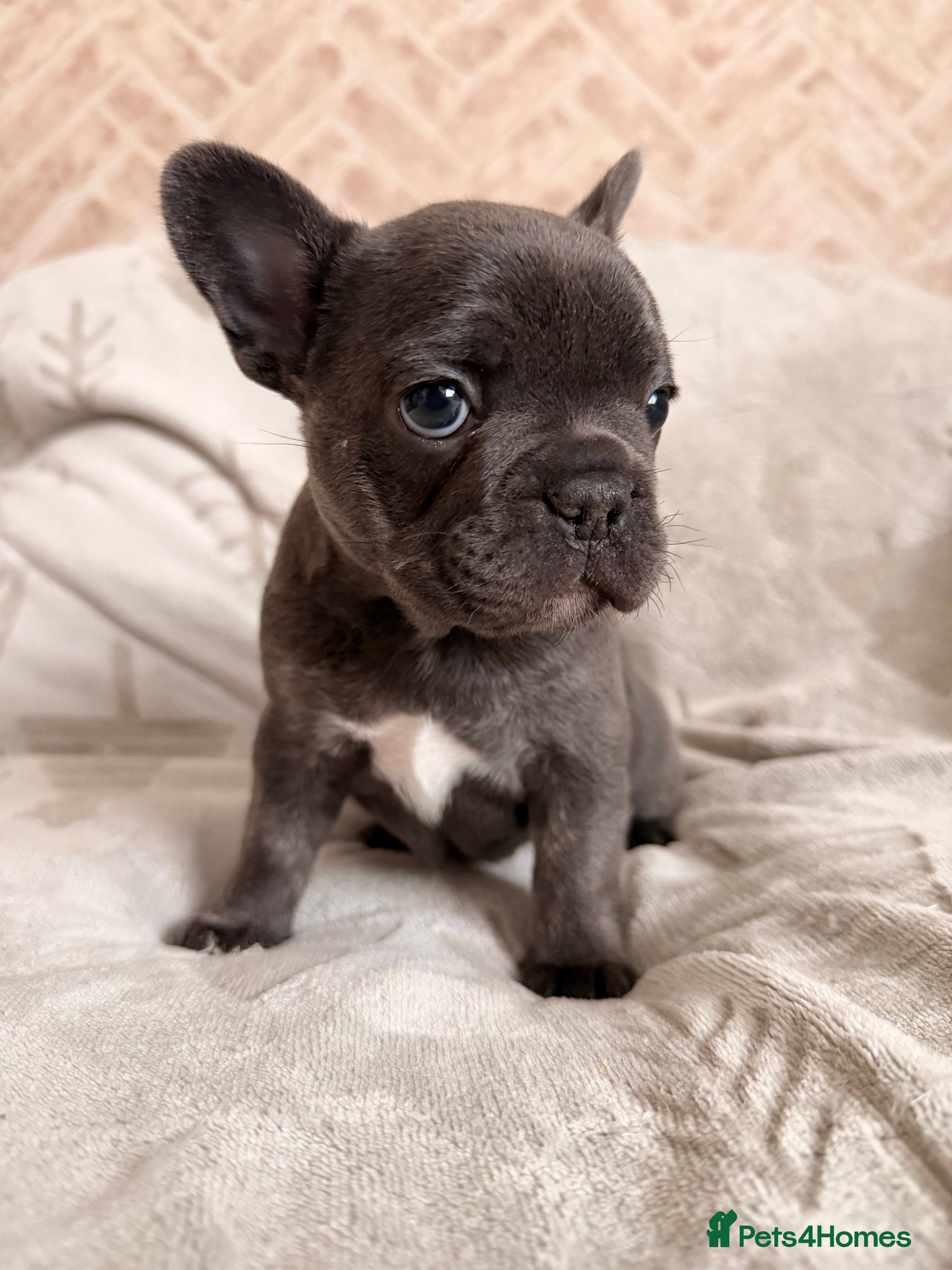 French Bulldog dogs Female Dwkc registered Frenchbull dog puppy - Advert 9