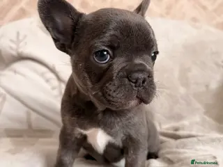 French Bulldog dogs Female Dwkc registered Frenchbull dog puppy - Advert 9