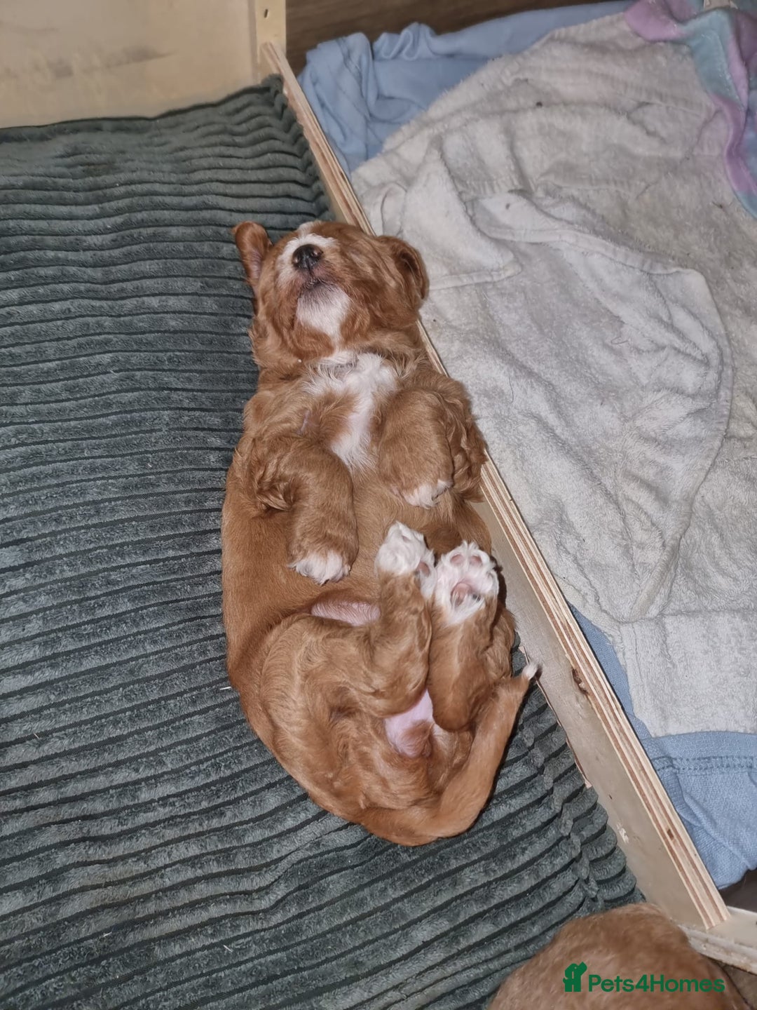 Australian Labradoodle dogs for sale: LAST ONE BOY - Australian Labradoodle Puppies  - Advert 34