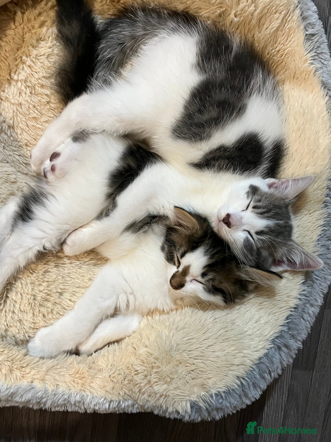 Mixed Breed cats for sale: Cute kittens looking for loving home  - Image 11