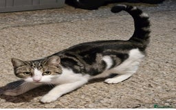 Mixed Breed cats for sale: The three musketeers are looking for new homes - Image 32