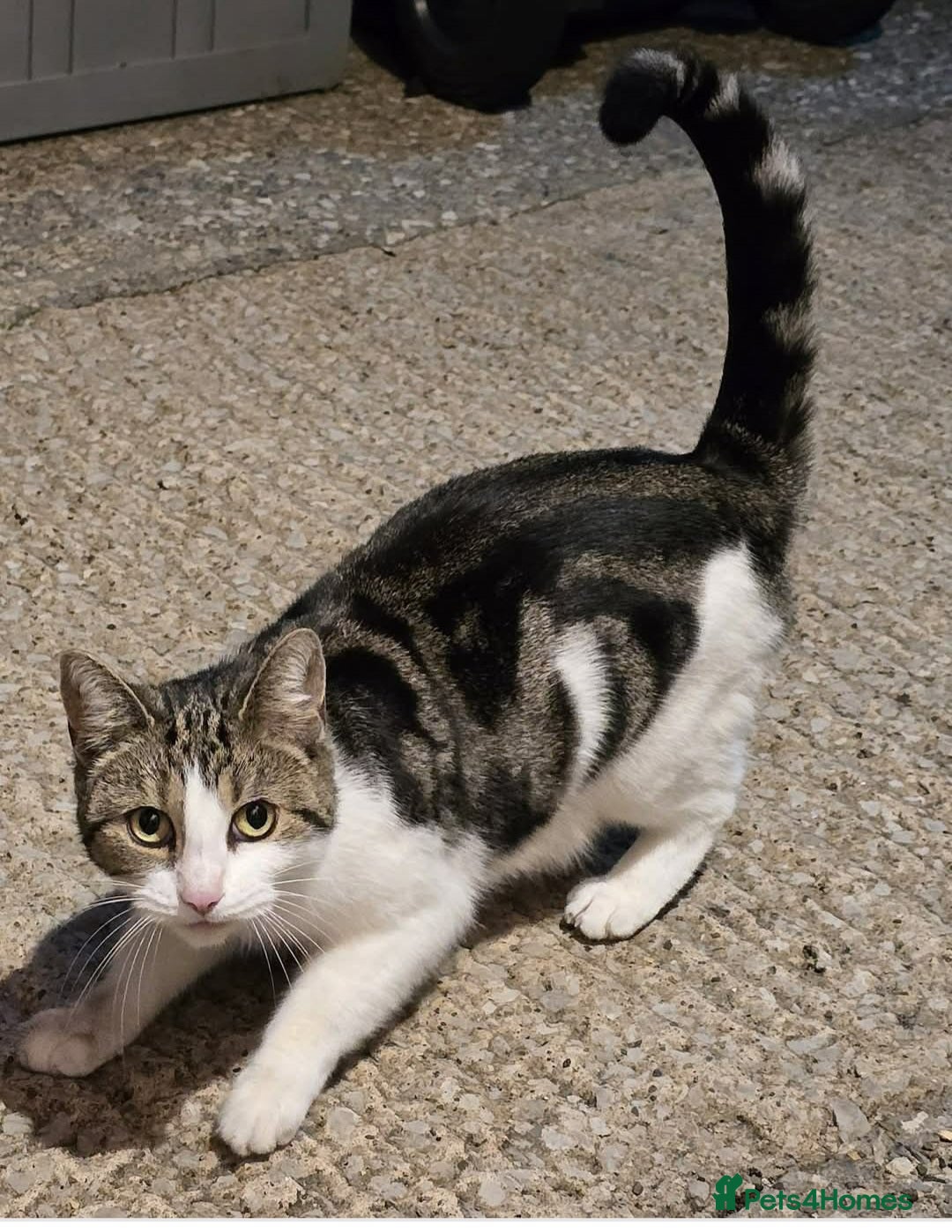 Mixed Breed cats for sale: The three musketeers are looking for new homes - Image 32