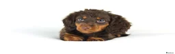 Miniature Dachshund dogs for sale: 4 male Dachshunds - Advert 20