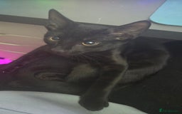 European cats for sale: 4 kittens ready to be rehomed now! - Image 3
