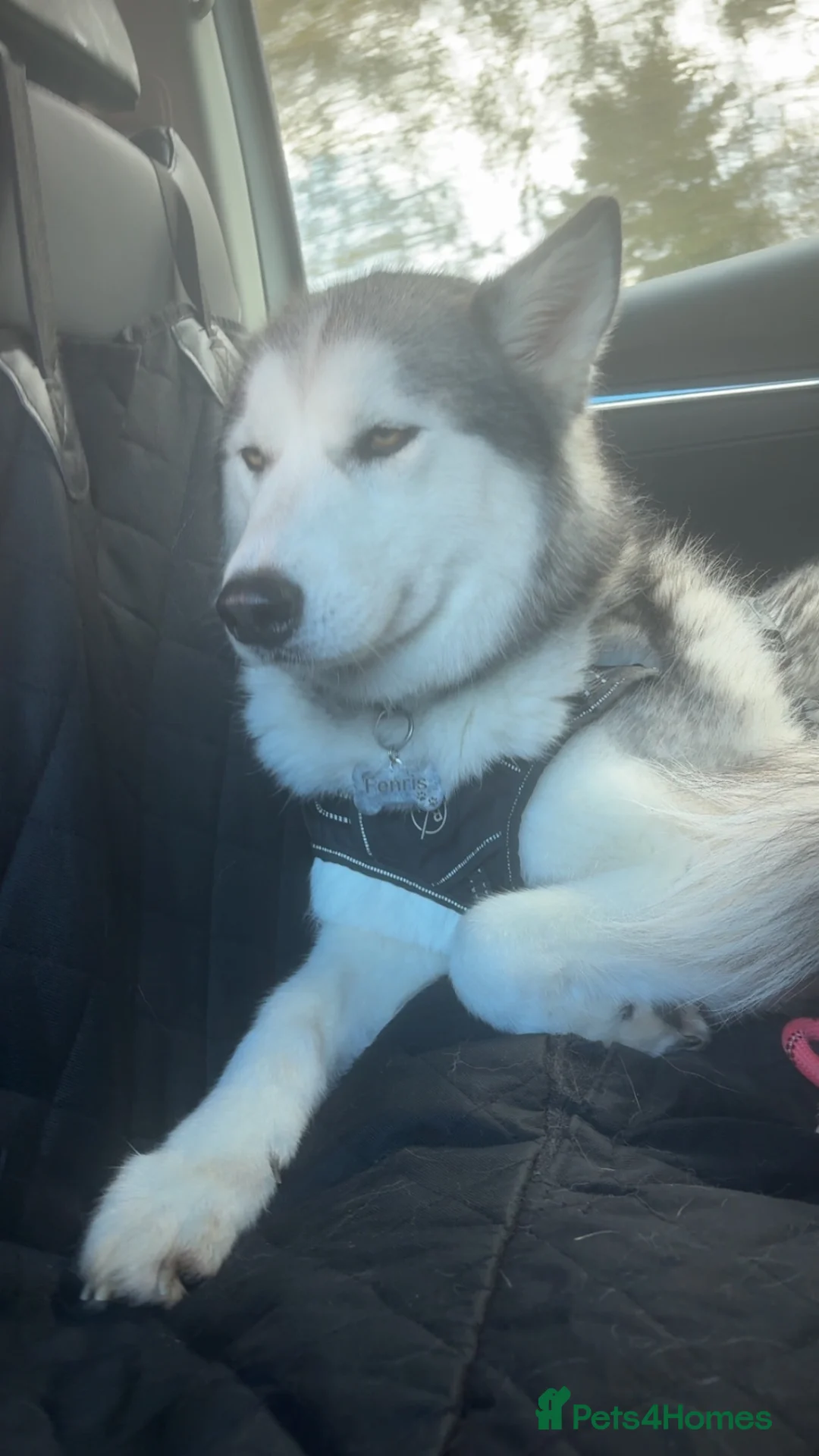 Siberian Husky dogs for sale: Gorgeous 3 year old husky  - Advert 1