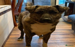 Mixed Breed dogs for adoption: Benji  - Image 7