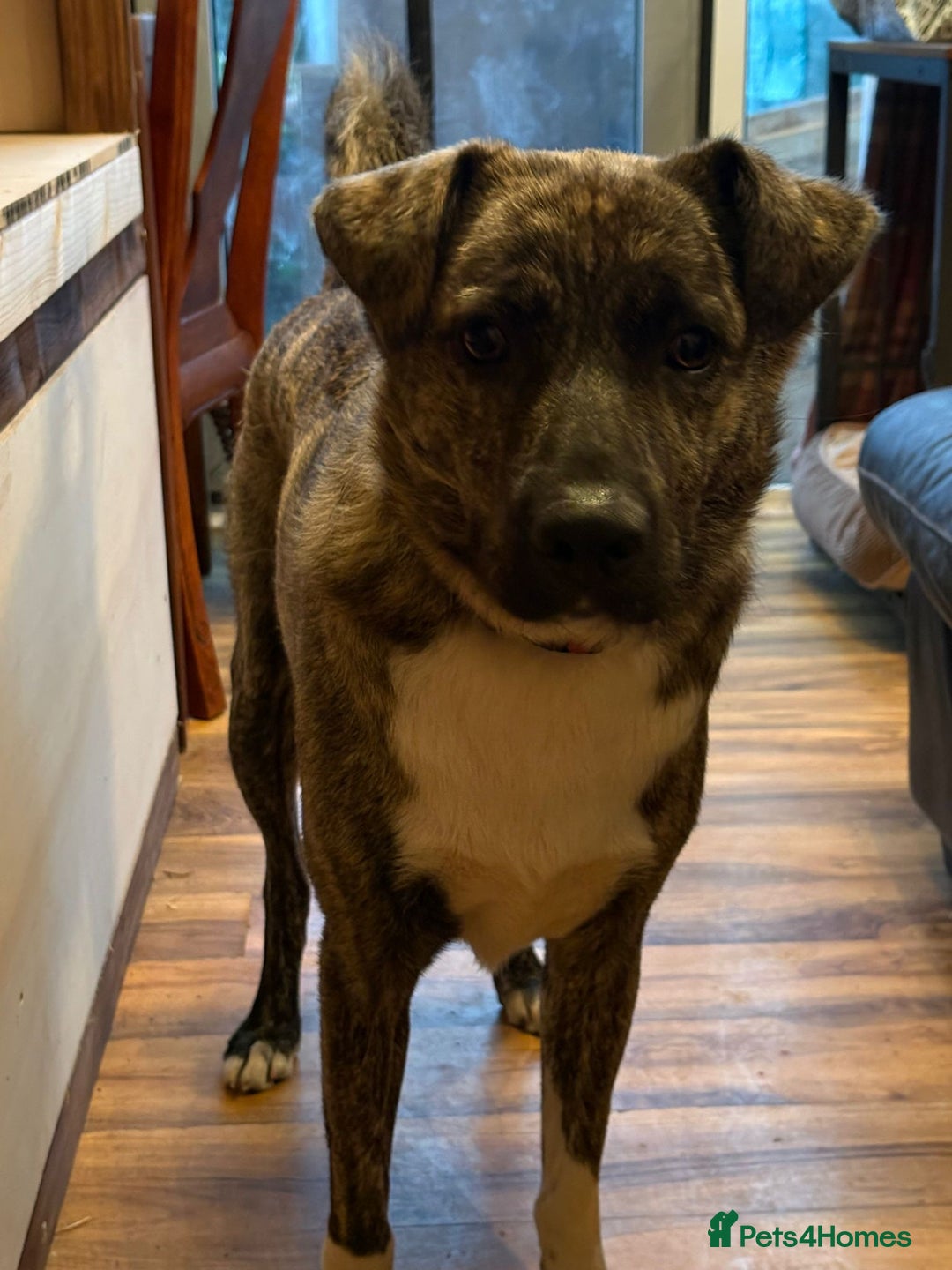 Mixed Breed dogs for adoption: Benji  - Image 7