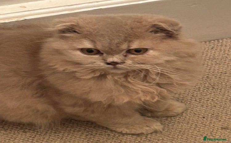 Scottish Fold cats 🩷Scottish fold kittens Ready Now 🩷 - Advert 12