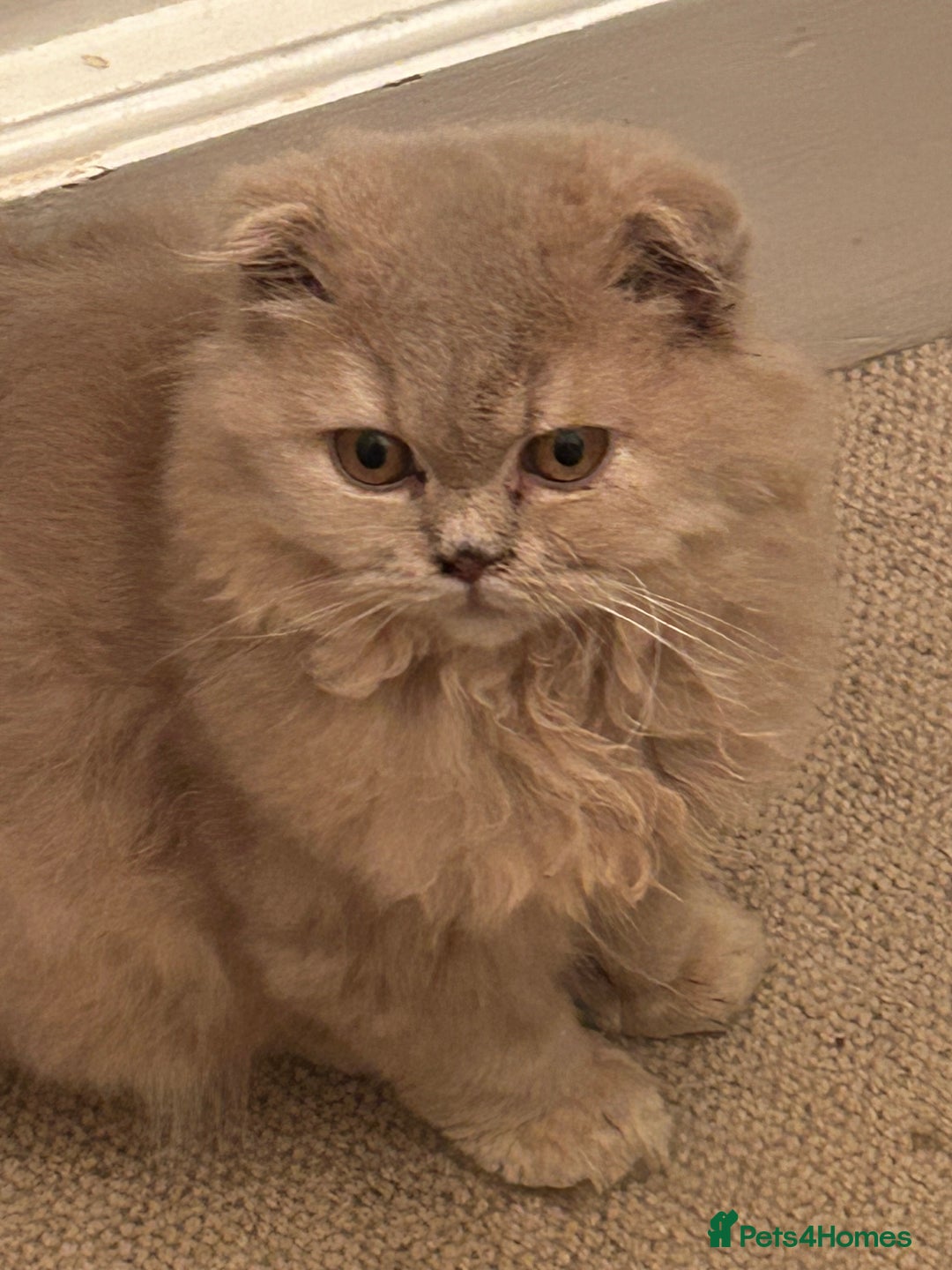 Scottish Fold cats for sale: 🩷Scottish fold kitten One Available 🩷 - Advert 7