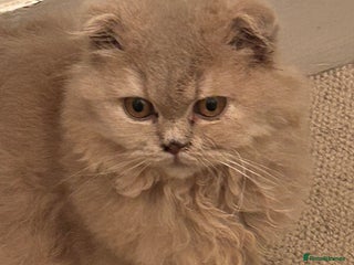 Scottish Fold cats 🩷Scottish fold kittens Ready Now 🩷 - Advert 2