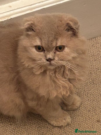 Scottish Fold cats 🩷Scottish fold kittens Ready Now 🩷 - Advert 6