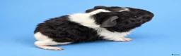 Guinea Pig rodents for sale: Bonded guinea pig boys swiss and Lakeland  - Advert 5