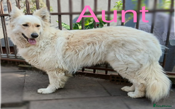 German Shepherd dogs for sale: Beautiful Chunky German Shepherd Puppies - Image 13