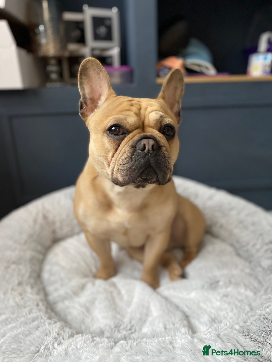 French Bulldog dogs for sale: KC Registered French Bulldogs Blue/Brindle/Fawn - Advert 2