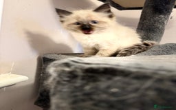 Ragdoll cats for sale: 4 stunning seal point ragdoll boys  - Image 6