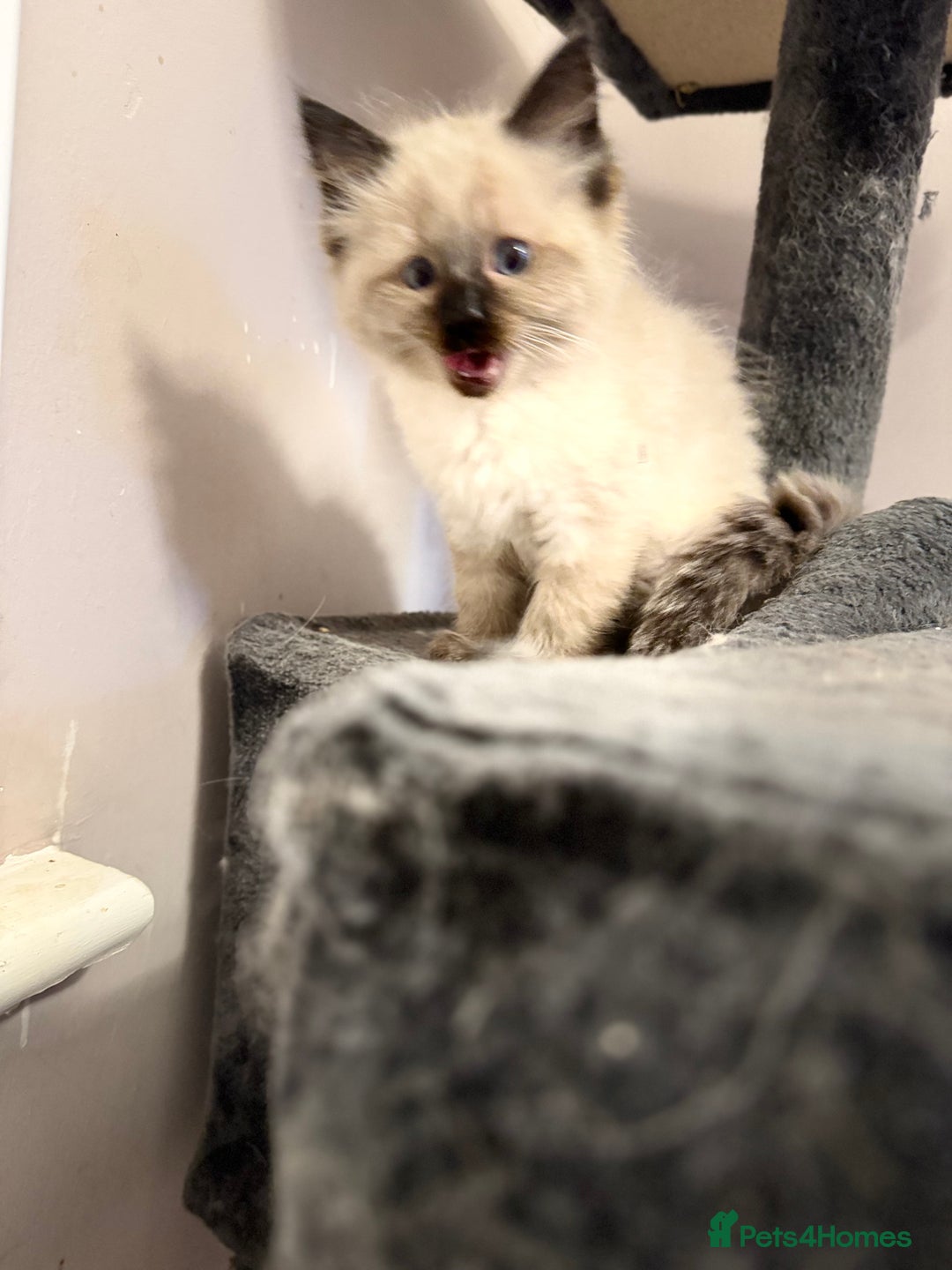 Ragdoll cats for sale: 4 stunning seal point ragdoll boys  - Image 6