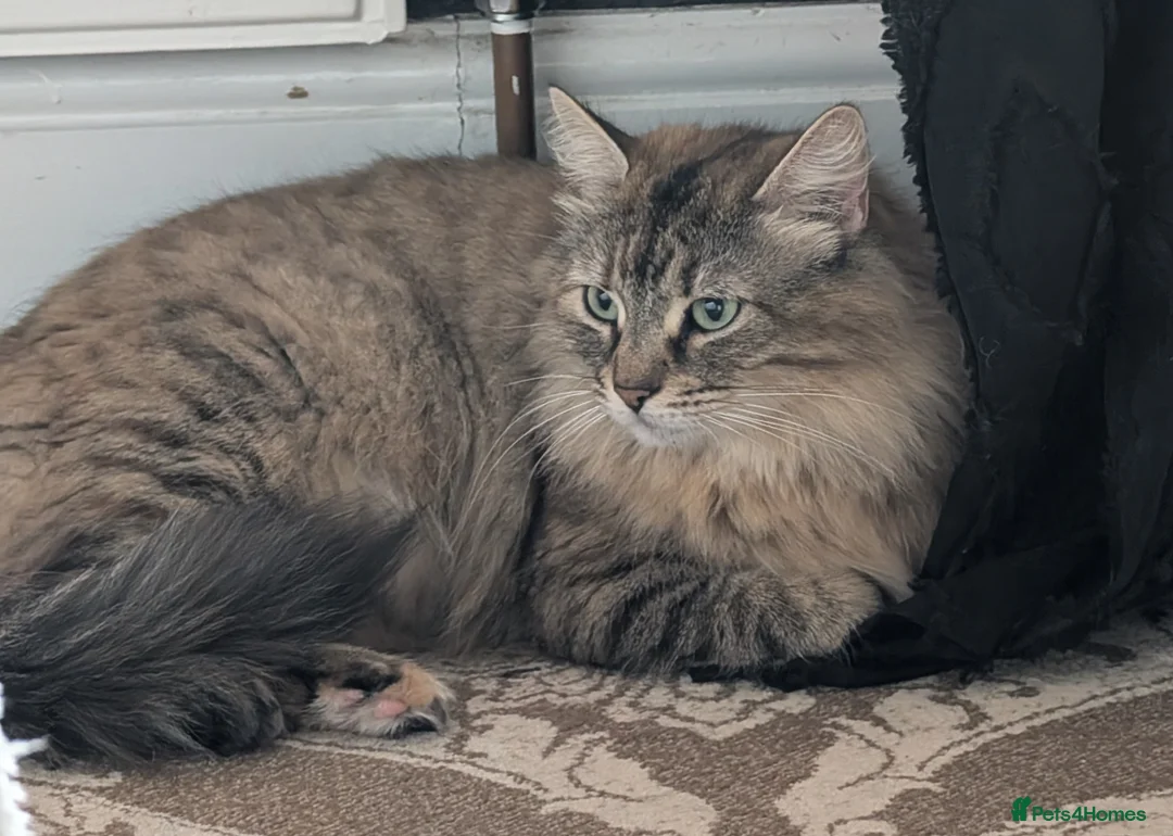 Mixed Breed cats for sale: 1 girl 1 boy mixed Ragdoll  in Barnsley - Advert 1