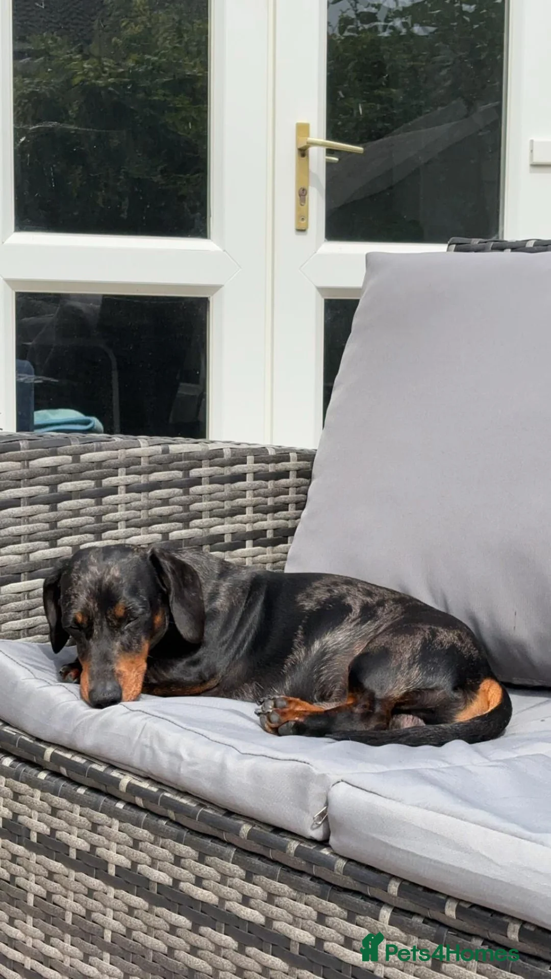 Miniature Dachshund dogs for stud: FOR STUD STUNNING SILVER DAPPLE in Benfleet - Advert 8