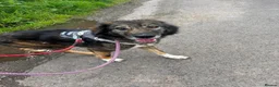 Mixed Breed dogs for adoption: Meet Barak, currently residing in Cheshire  in Nantwich - Advert 1