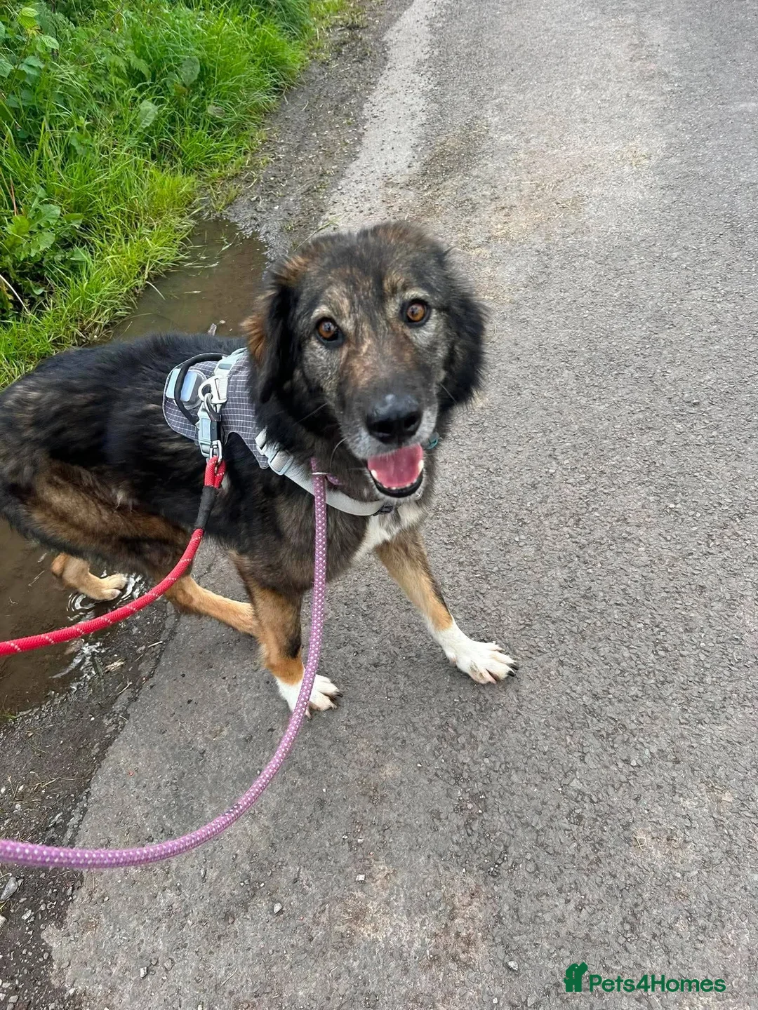 Mixed Breed dogs for adoption: Meet Barak, currently residing in Cheshire  in Nantwich - Advert 1