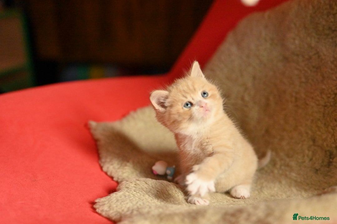 British Shorthair cats for sale: ⭐Rare Cream British Shorthair Boy ⭐  - Image 24