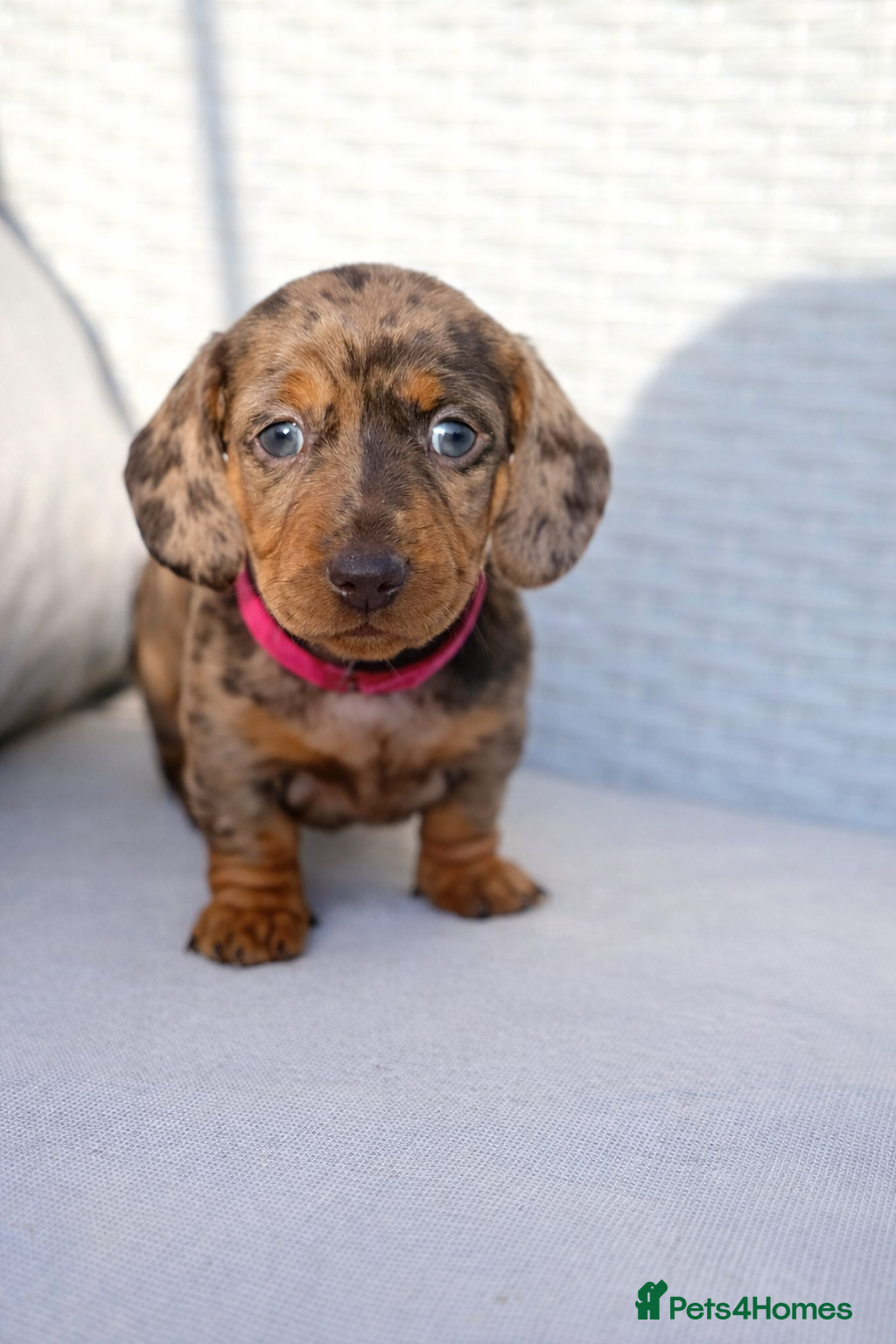 Miniature Dachshund dogs Super Miniature dachshund for sale 🦴🐶🐾🐾 - Advert 1