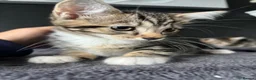Mixed Breed cats for sale: Fluffy Kittens for sale - Advert 13