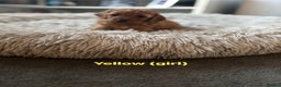 Cockapoo dogs for sale: Beautiful cockapoo puppies  - Advert 5