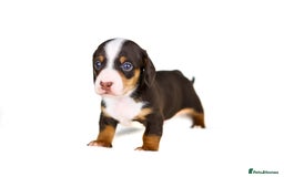 Miniature Dachshund dogs for sale: Miniature dachshund puppies  - Advert 6