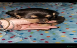 Mixed Breed dogs for sale:  ❤️Two girls very lovely❤️Daschaund with bishon  - Image 12