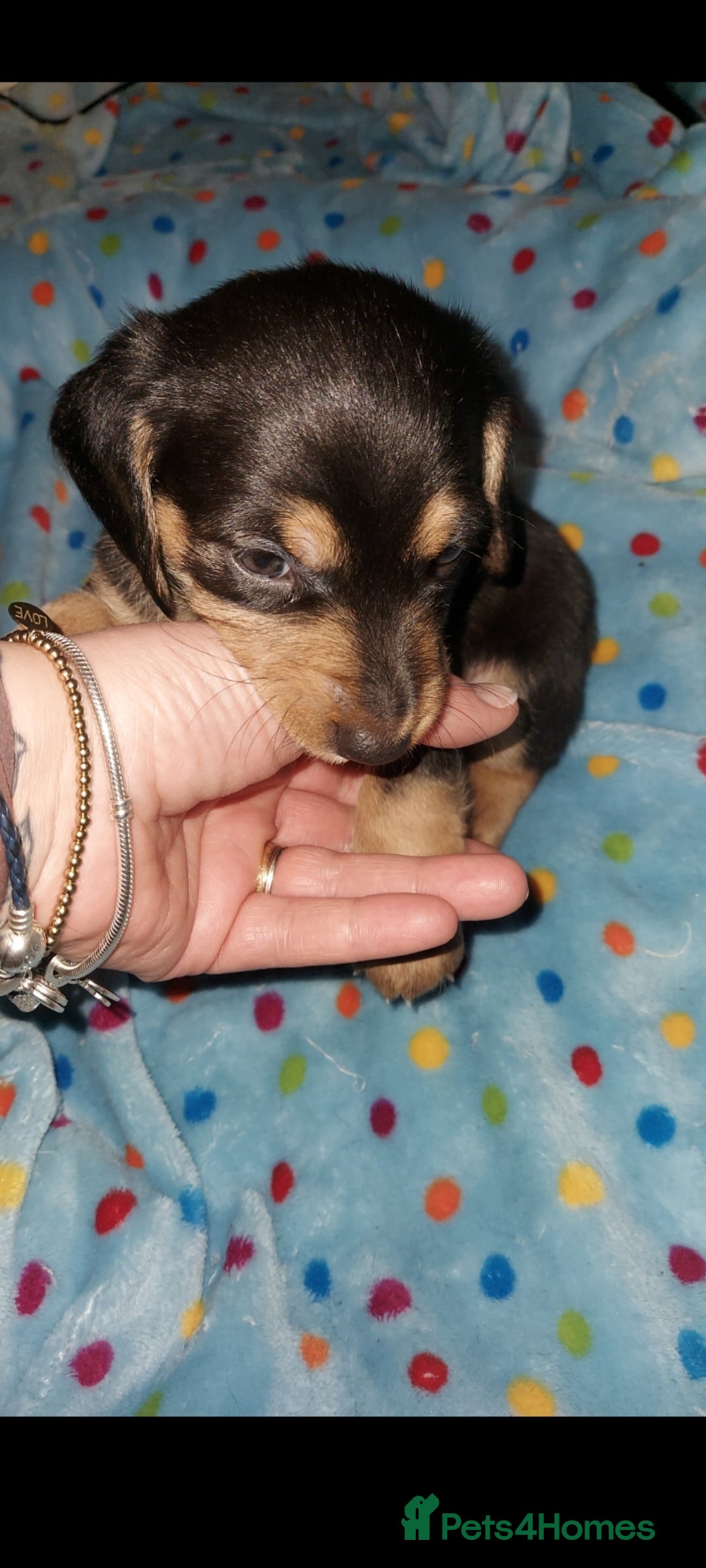 Mixed Breed dogs for sale:  ❤️Two girls very lovely❤️Daschaund with bishon  - Image 12