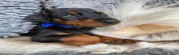 Dobermann dogs for sale: *KC REGISTERED* HEALTH TESTED DOBERMAN PUPPIES - Advert 23