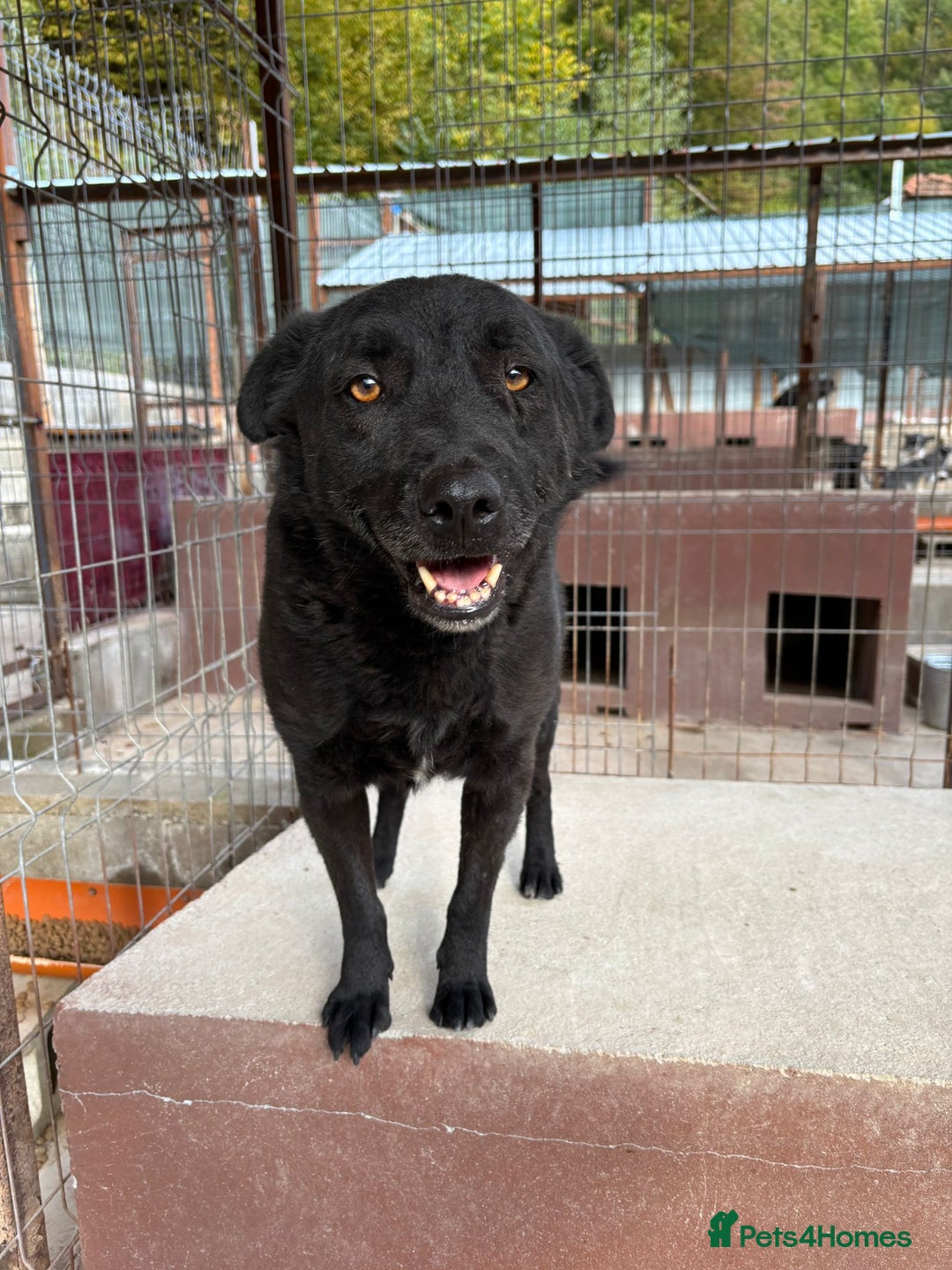Mixed Breed dogs for adoption: Dragos 💙 - Advert 9