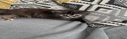 Mixed Breed cats for sale: Kitten for sale  in Kilwinning - Advert 3