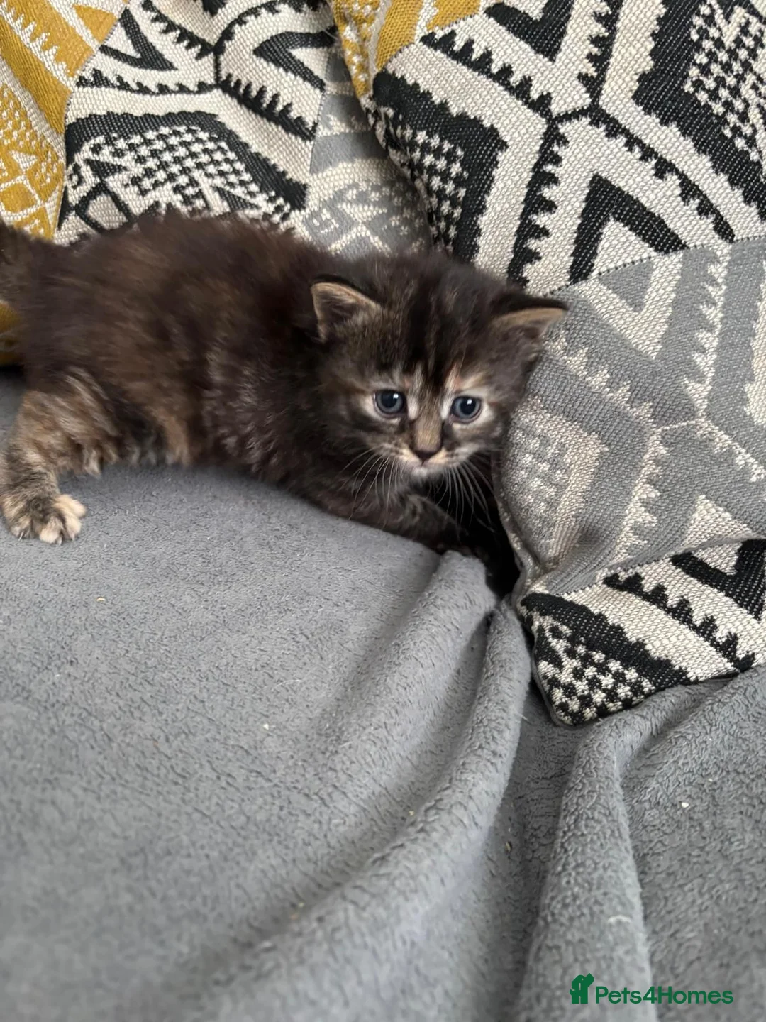 Mixed Breed cats for sale: Kitten for sale  in Kilwinning - Advert 3