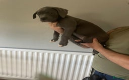 Mixed Breed dogs for sale: Presa Canario x Cane Corso  - Image 8