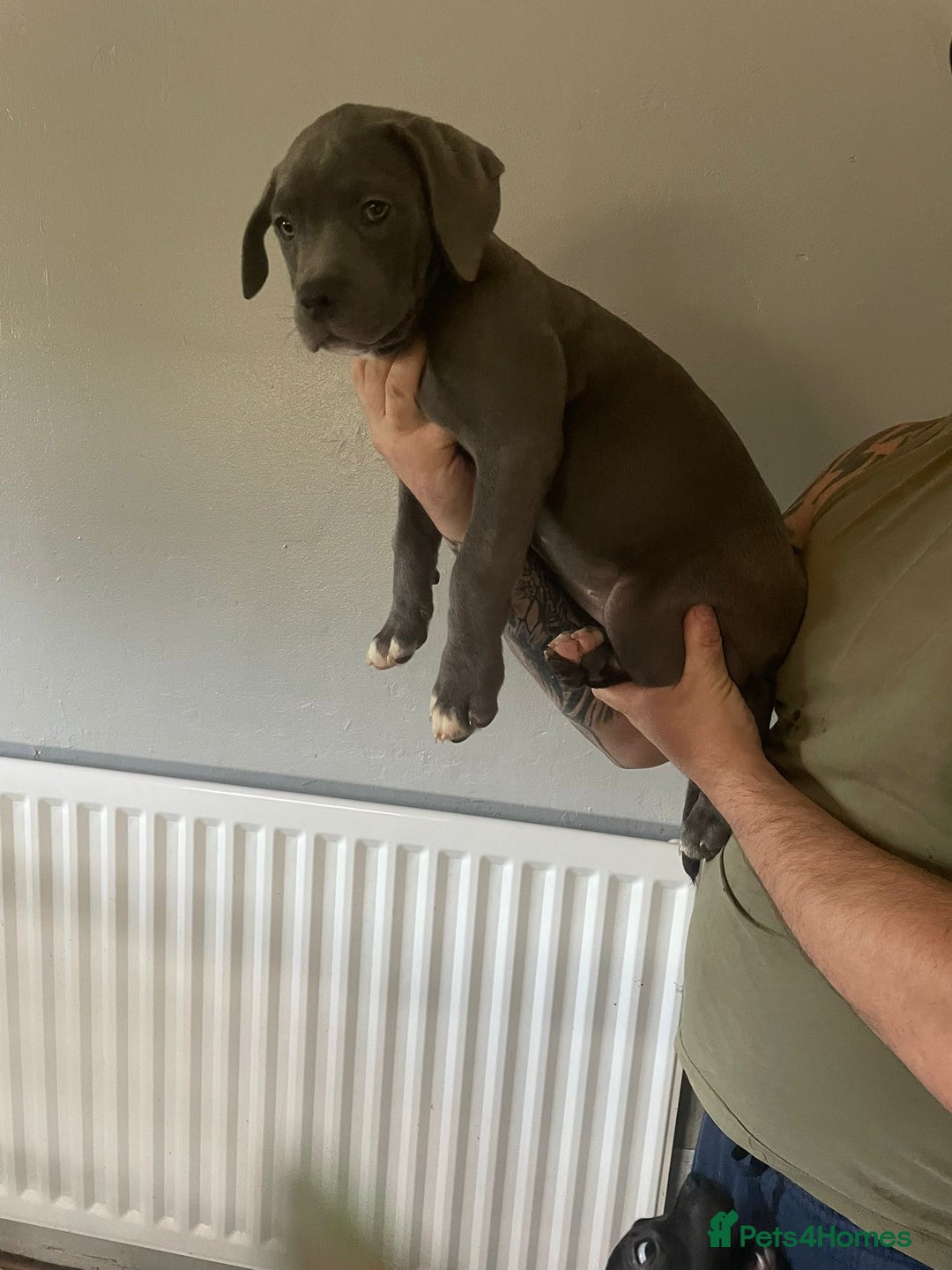Mixed Breed dogs for sale: Presa Canario x Cane Corso  - Image 8