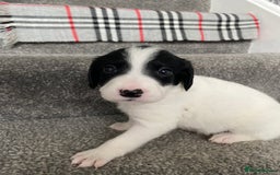 Mixed Breed dogs for sale: Cocker collie cross  - Image 26