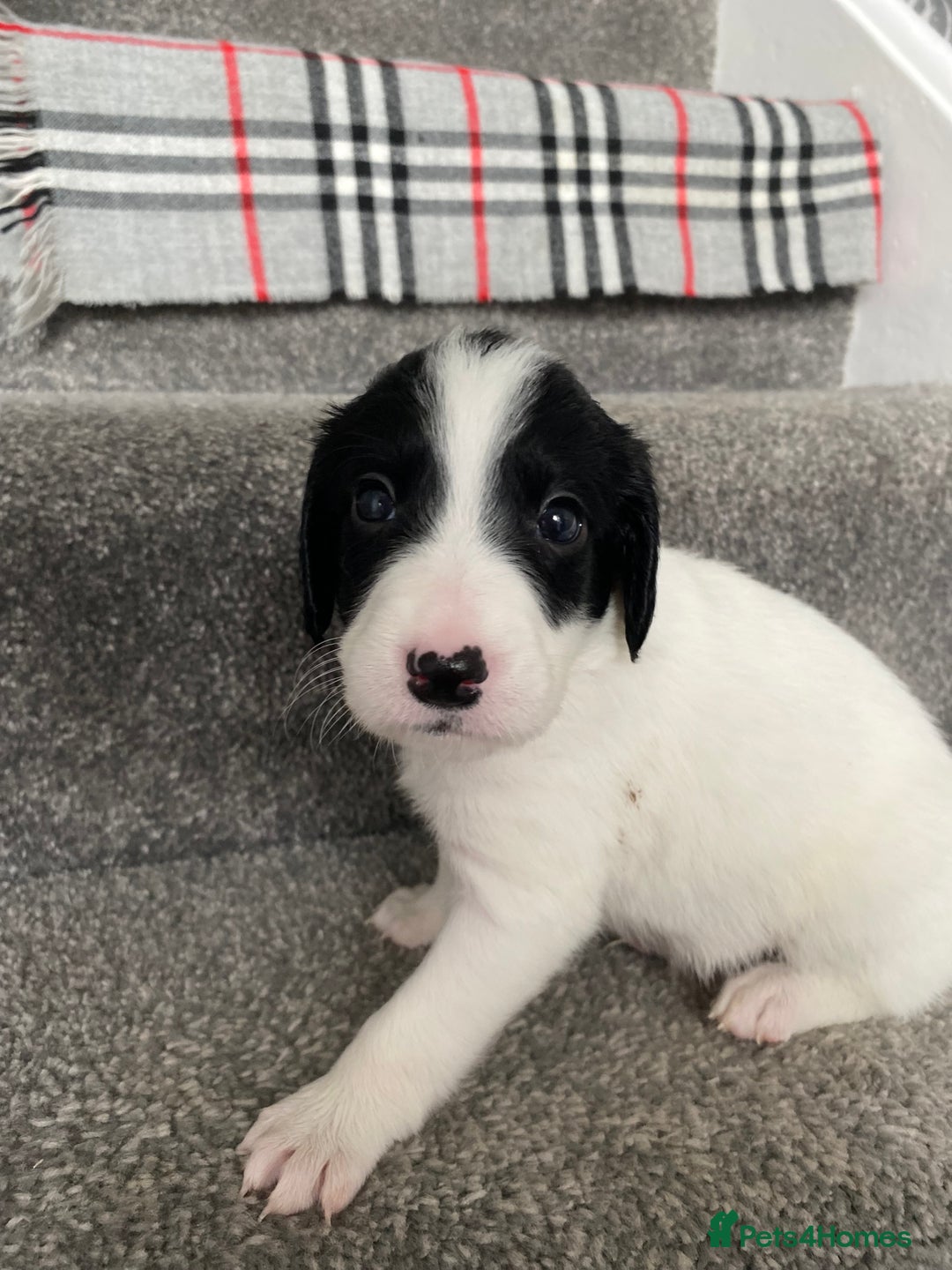 Mixed Breed dogs for sale: Cocker collie cross  - Image 26