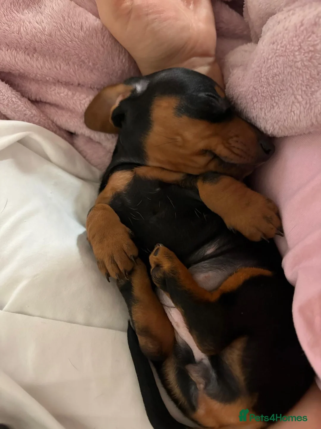 Miniature Dachshund dogs for sale: Last puppy left - Advert 2