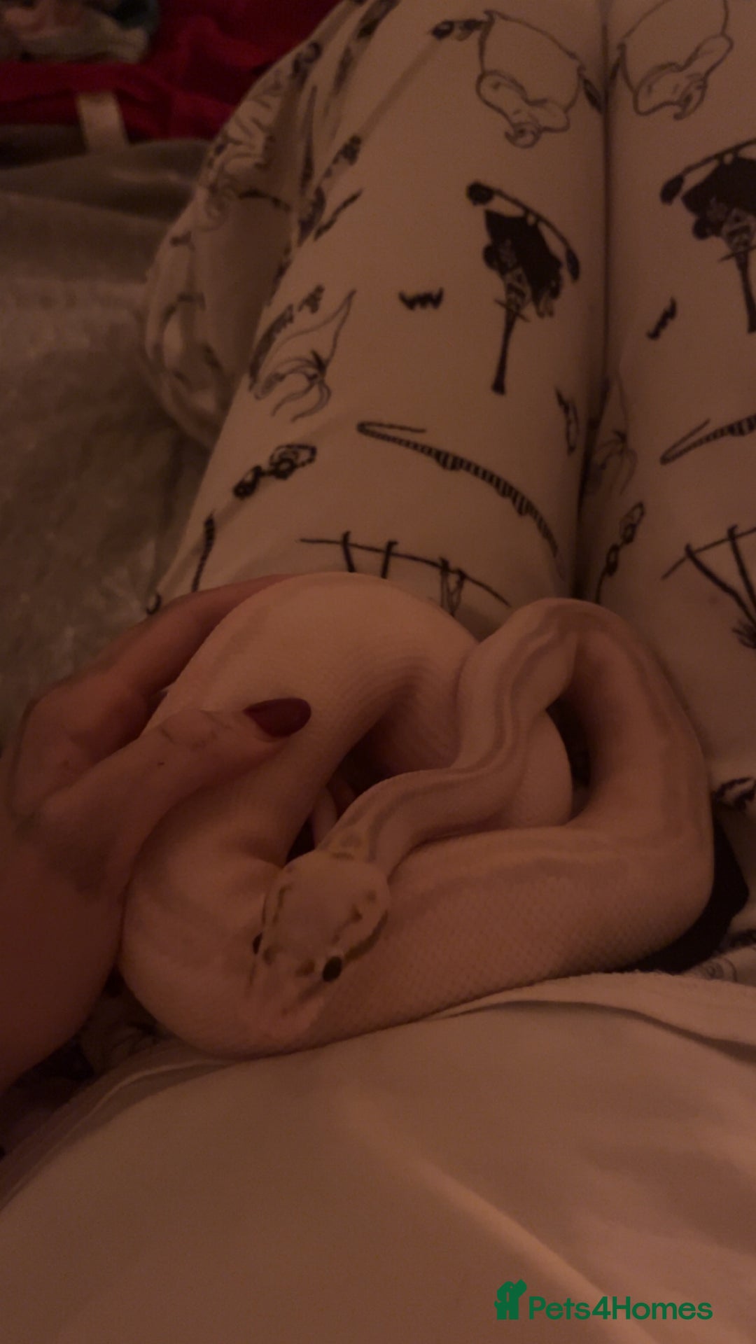 Python Snake reptiles for sale: Super lemon pastel highway ball python  - Advert 3