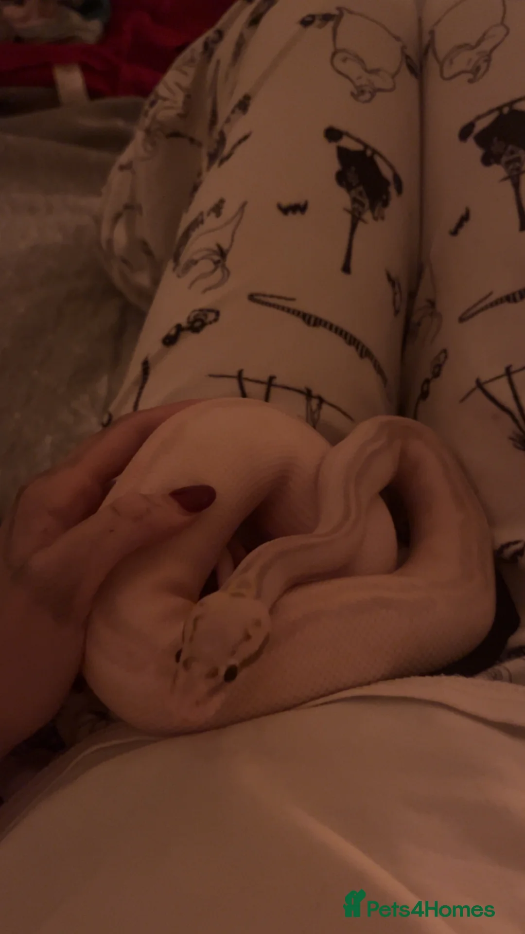 Python Snake reptiles for sale: Super lemon pastel highway ball python  - Advert 3