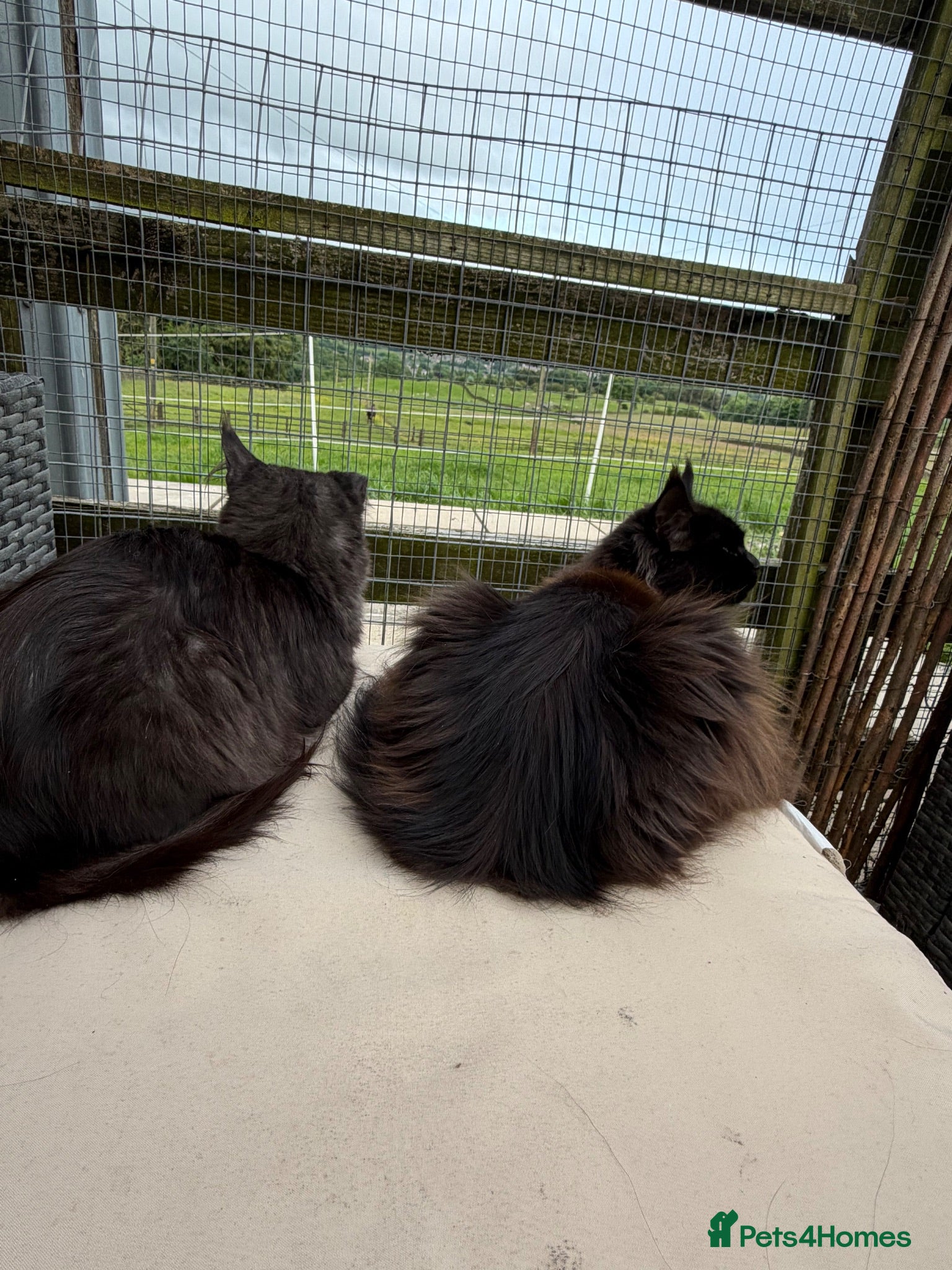 Maine Coon cats 2 beautiful mainecoon looking for forever home.  - Advert 2